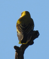 Oriolus auratus