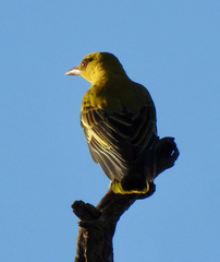 Oriolus auratus