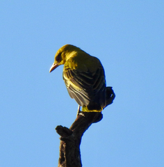 Oriolus auratus