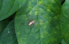 Oxyopes sertatus