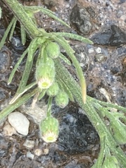 Erigeron bonariensis