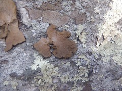 Lasallia pensylvanica