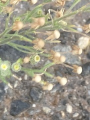 Erigeron bonariensis