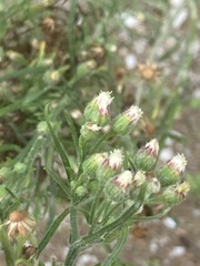 Erigeron bonariensis