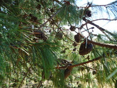 Pinus leiophylla