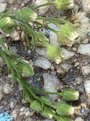Erigeron bonariensis