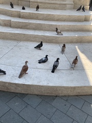 Columba livia domestica