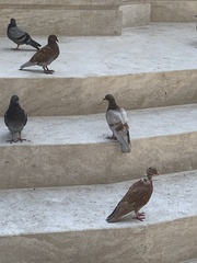 Columba livia domestica