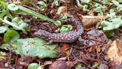 Afrogecko porphyreus