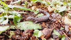 Afrogecko porphyreus