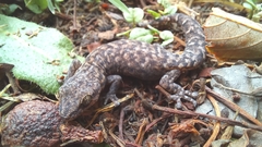Afrogecko porphyreus