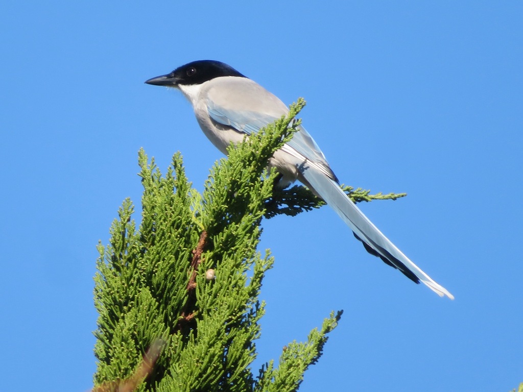 Asian Azure-winged Magpie