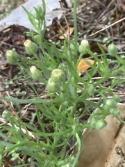 Erigeron bonariensis