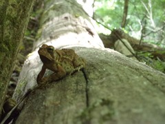 Anaxyrus fowleri