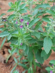 Endostemon tereticaulis