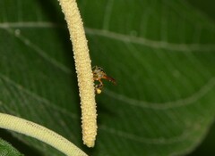 Tetragonisca angustula