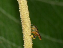 Tetragonisca angustula