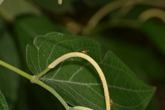 Tetragonisca angustula