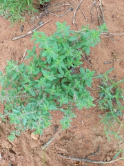 Endostemon tereticaulis