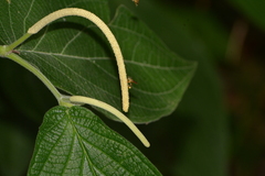 Tetragonisca angustula