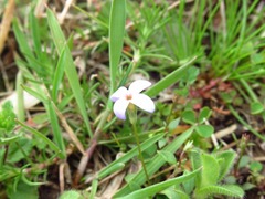 Houstonia pusilla