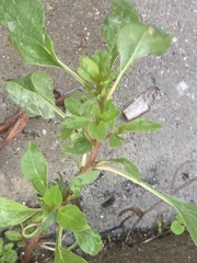 Amaranthaceae