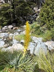 Aciphylla colensoi