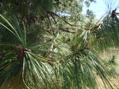 Pinus leiophylla