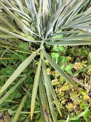 Aciphylla colensoi