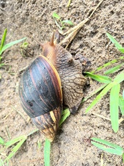 Lissachatina immaculata