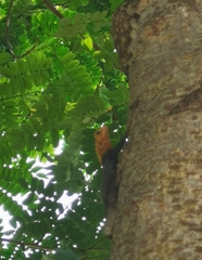 Agama picticauda
