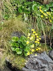 Ranunculus insignis