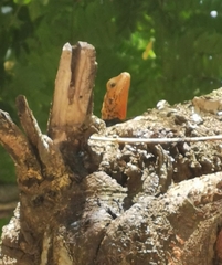 Agama picticauda