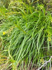 Dolichoglottis lyallii