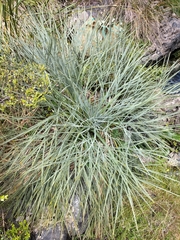 Aciphylla glaucescens
