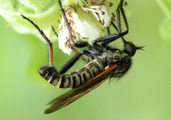 Empis tessellata