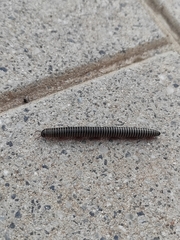 Ommatoiulus diplurus