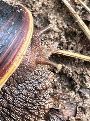Lissachatina immaculata