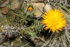 Oedera capensis