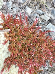 Epilobium porphyrium