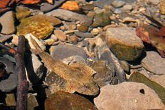 Cottus gobio