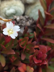 Epilobium porphyrium
