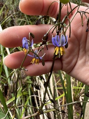 Dianella tasmanica