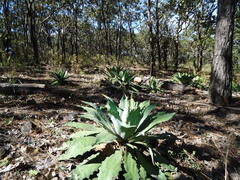 Agave maximiliana
