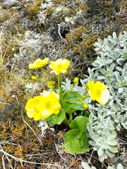 Ranunculus insignis