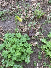 Oxalis pes-caprae