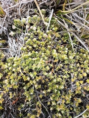 Pimelea oreophila