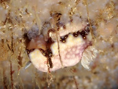 Hypselodoris