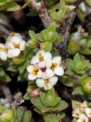 Pimelea oreophila