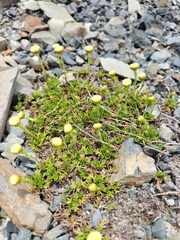 Leptinella pyrethrifolia